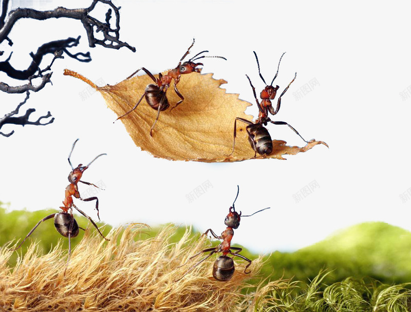 蚂蚁搬家png免抠素材_新图网 https://ixintu.com 力量 动物 小动物 小蚂蚁 搬家 枯树叶 树叶 漂浮 虫类 蚂蚁 蚂蚁搬家