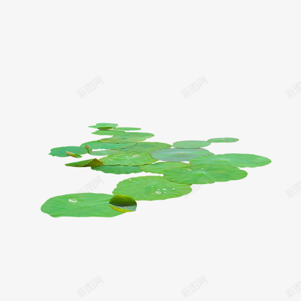 漂浮在水上的荷叶png免抠素材_新图网 https://ixintu.com 叶子 植物 绿色