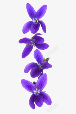紫罗兰红色紫罗兰花高清图片