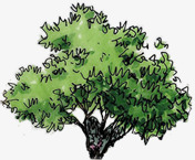 夏季园林绿色植物大树景观素材