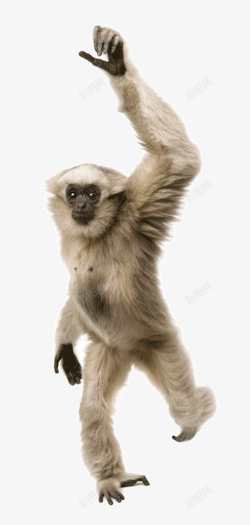 跳舞的猴子png免抠素材_新图网 https://ixintu.com 动物 可爱 猴子 自然界