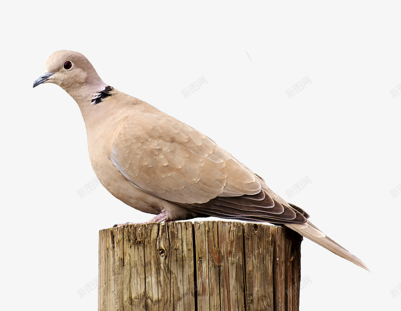 木桩上的米色鸽子png免抠素材_新图网 https://ixintu.com 动物 可爱 景色 木桩 米色 自然 风景 鸽子