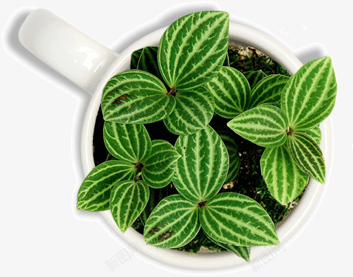 绿色盆景png免抠素材_新图网 https://ixintu.com 植物 环保 盆景 绿色