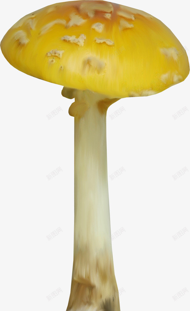 食物手绘蘑菇png免抠素材_新图网 https://ixintu.com 卡通 手绘 手绘图片 手绘蔬菜 手绘食物 素描 蔬菜素描 蘑菇