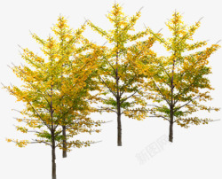 成熟大树秋日园林素材