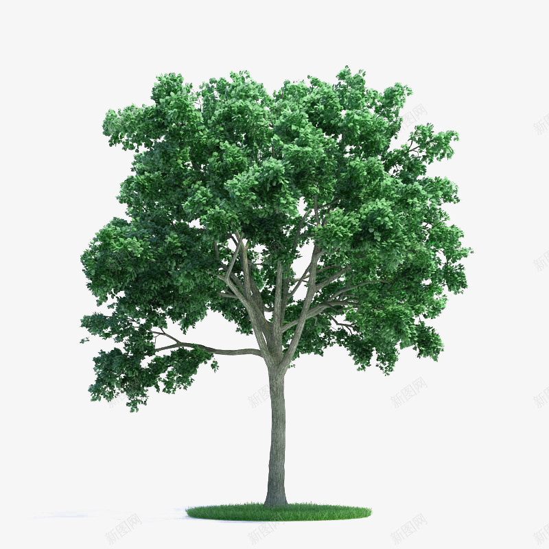 绿色桉树png免抠素材_新图网 https://ixintu.com 大树 树叶 树木 桉树 植物 绿树