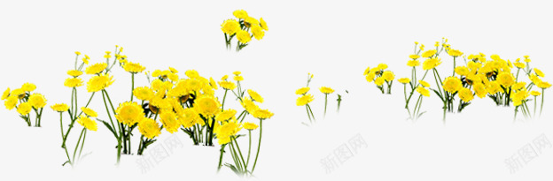 黄色花朵美丽自然png免抠素材_新图网 https://ixintu.com 美丽 自然 花朵 黄色