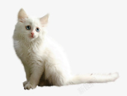 白色宠物猫素材