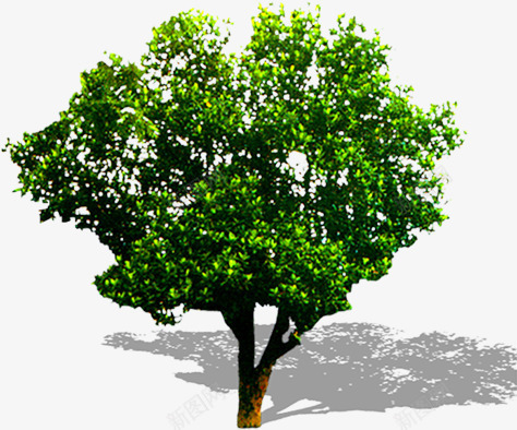 创意户外摄影大树png免抠素材_新图网 https://ixintu.com 创意 大树 户外 摄影