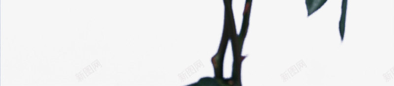 淘宝天猫男装女装花朵png免抠素材_新图网 https://ixintu.com 女装 淘宝天猫设计 清新 男装 花朵 花束 鲜花