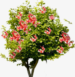 红色小花大树植物装饰素材