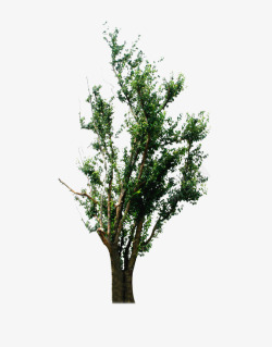 植物大树树木素材