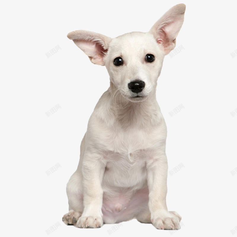 长耳朵白狗png免抠素材_新图网 https://ixintu.com 伤心的狗 可爱的白狗 坐着的白狗 长耳朵狗