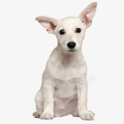 坐着的白狗长耳朵白狗高清图片