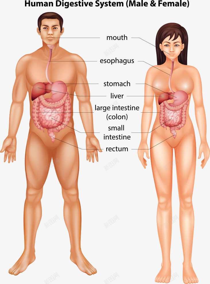 男人女人结构物png免抠素材_新图网 https://ixintu.com 人物 卡通人物 女人 女人结构图 男人 男人结构物