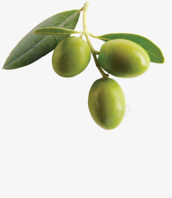 橄榄食物素材