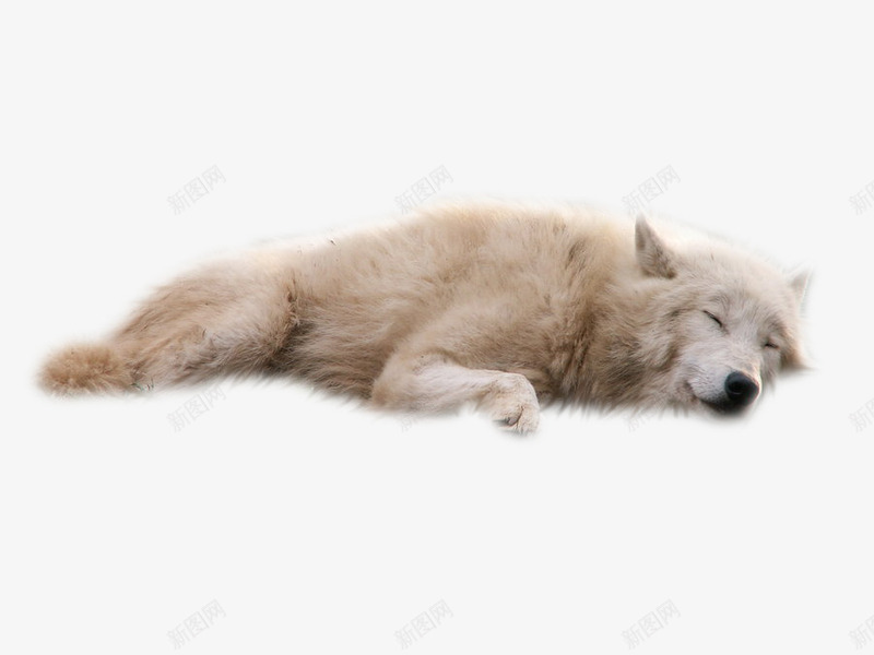 可爱的狗躺着睡觉的狗png免抠素材_新图网 https://ixintu.com 可爱 睡觉 躺着