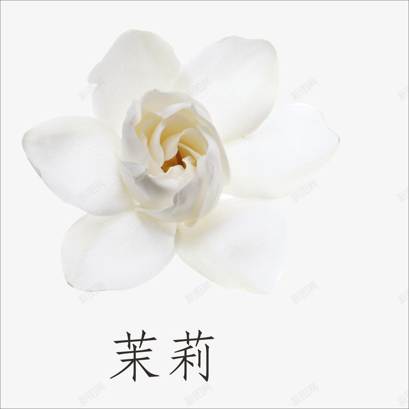 白色茉莉清香自然png免抠素材_新图网 https://ixintu.com 清香 白色 自然 茉莉
