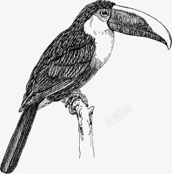 矢量巨嘴鸟免抠PNG犀鸟高清图片