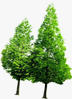 合成绿色的大树效果造型png免抠素材_新图网 https://ixintu.com 合成 大树 效果 绿色 造型