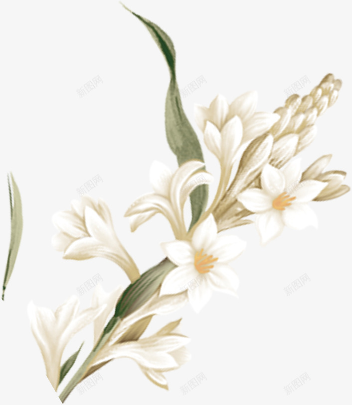 手绘美丽的百合花png免抠素材_新图网 https://ixintu.com 叶子 白色百合 美丽的 花卉 花朵 花束 装饰