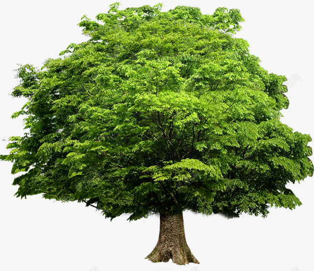 绿树清新大树环保png免抠素材_新图网 https://ixintu.com 大树 清新 环保 绿树