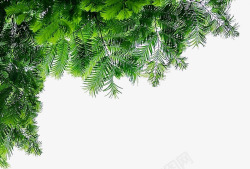 绿色松树环境美景素材