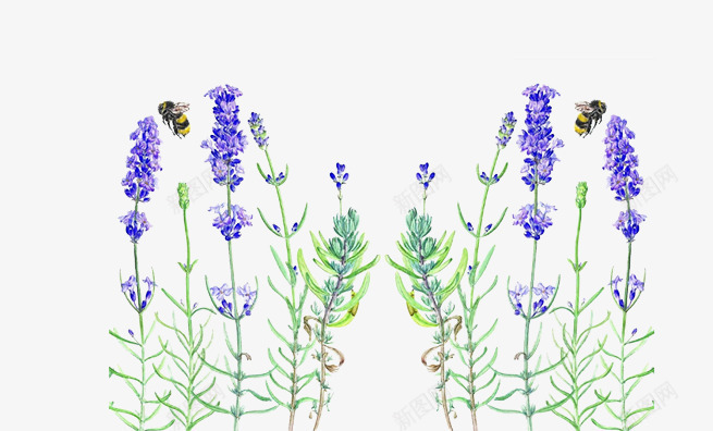 忙碌的小蜜蜂片png免抠素材_新图网 https://ixintu.com 勤劳的蜜蜂 紫色的鲜花 背景图片薰衣草花 装饰图片花朵