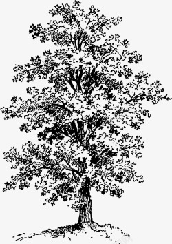 手绘植物大树矢量图素材