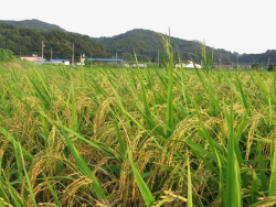 水稻农田绿色水稻摄影高清图片