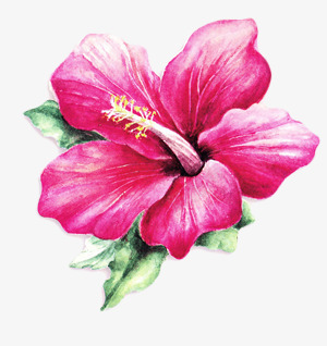 粉色盛开美丽花朵png免抠素材_新图网 https://ixintu.com 盛开 粉色 美丽 花朵