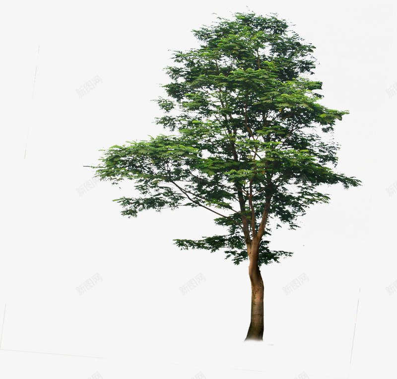 树木景观大树效果png免抠素材_新图网 https://ixintu.com 大树 效果 景观 树木