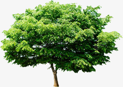 摄影室外绿色的大树png免抠素材_新图网 https://ixintu.com 大树 室外 摄影 绿色 设计