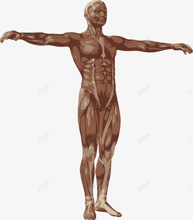 卡通男人躯体图png免抠素材_新图网 https://ixintu.com 人体 人体器官 人体躯干 人的肢体 卡通人体 卡通肢体 器官 四肢 男性躯体 肌肉 躯体