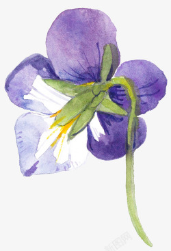 绽放的紫色花朵水墨图素材