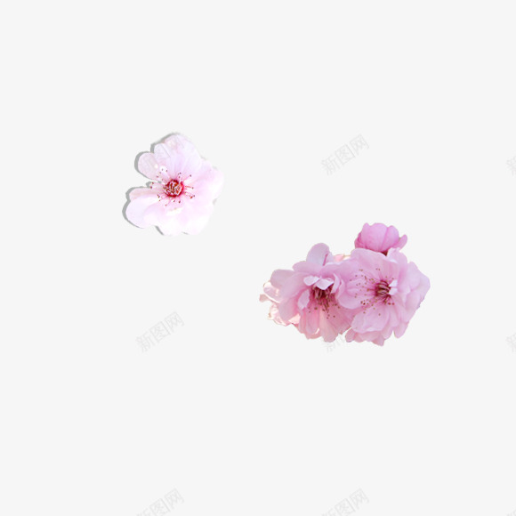 实体两朵新鲜梅花png免抠素材_新图网 https://ixintu.com 植物 美丽 花朵 靓丽 鲜花