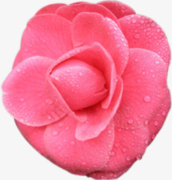 水珠粉色感恩教师节植物效果素材