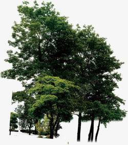 摄影绿色大树环境渲染效果素材