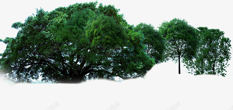 摄影绿色森林大树png免抠素材_新图网 https://ixintu.com 大树 摄影 森林 绿色