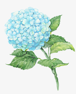 蓝色美丽的花朵装饰素材