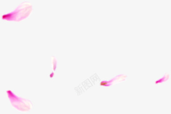 紫色漂浮散落花瓣底纹png免抠素材_新图网 https://ixintu.com 底纹 散落 漂浮 紫色 花瓣