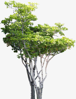 绿色环境树木素材