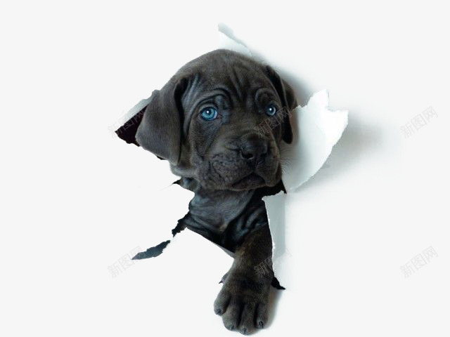 破纸而出的黑色狗狗png免抠素材_新图网 https://ixintu.com 可爱狗狗 宠物 狗狗 破纸 破纸而出 破纸而出的狗狗