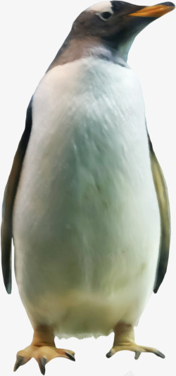 漂亮企鹅素材