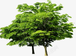创意合成绿色的茂盛的大树素材