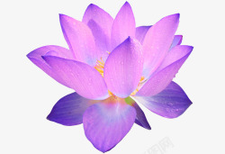 紫蓝色莲花迷人素材