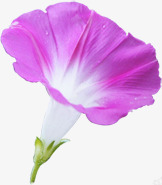 紫色美丽花朵喇叭花风光png免抠素材_新图网 https://ixintu.com 喇叭花 紫色 美丽 花朵 风光