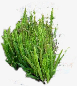 绿色植物小草装饰素材