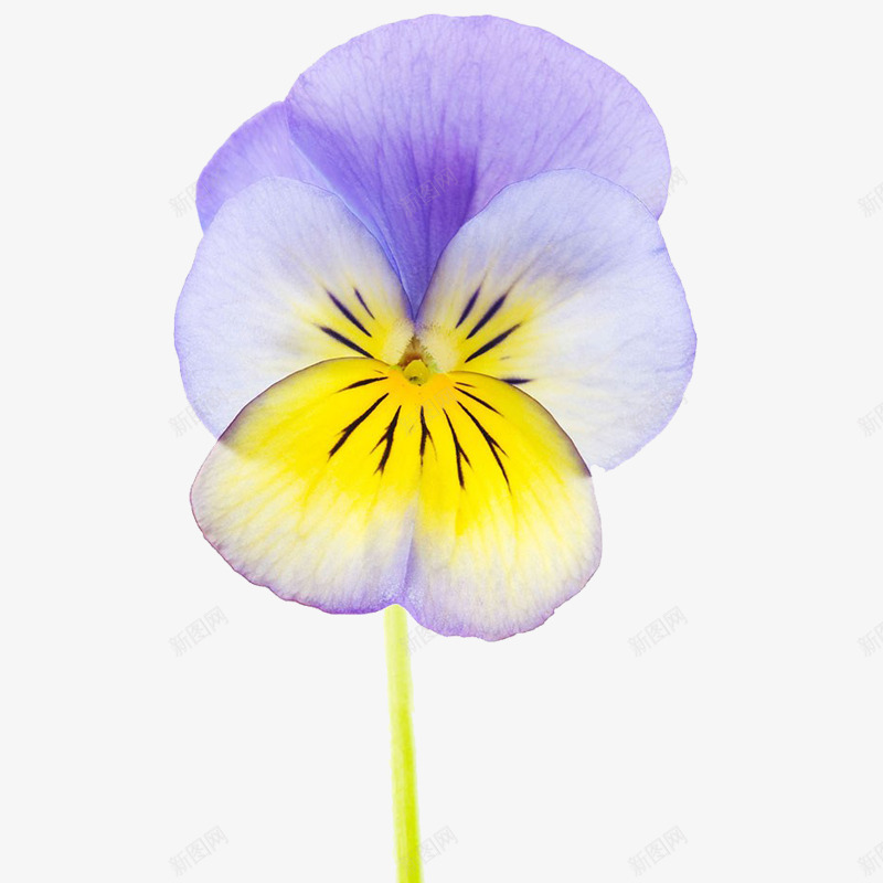 美丽的中提琴花png免抠素材_新图网 https://ixintu.com 中提琴 自然 色彩 花朵 蓝色 静物