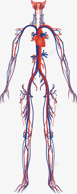 身体构造人体血管高清图片